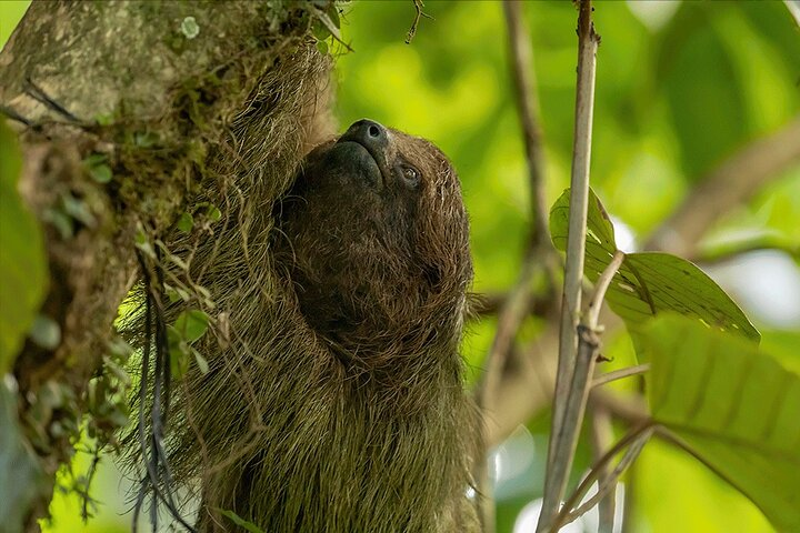 Sloth Tour in the Rainforest from Costa Rica - Photo 1 of 9